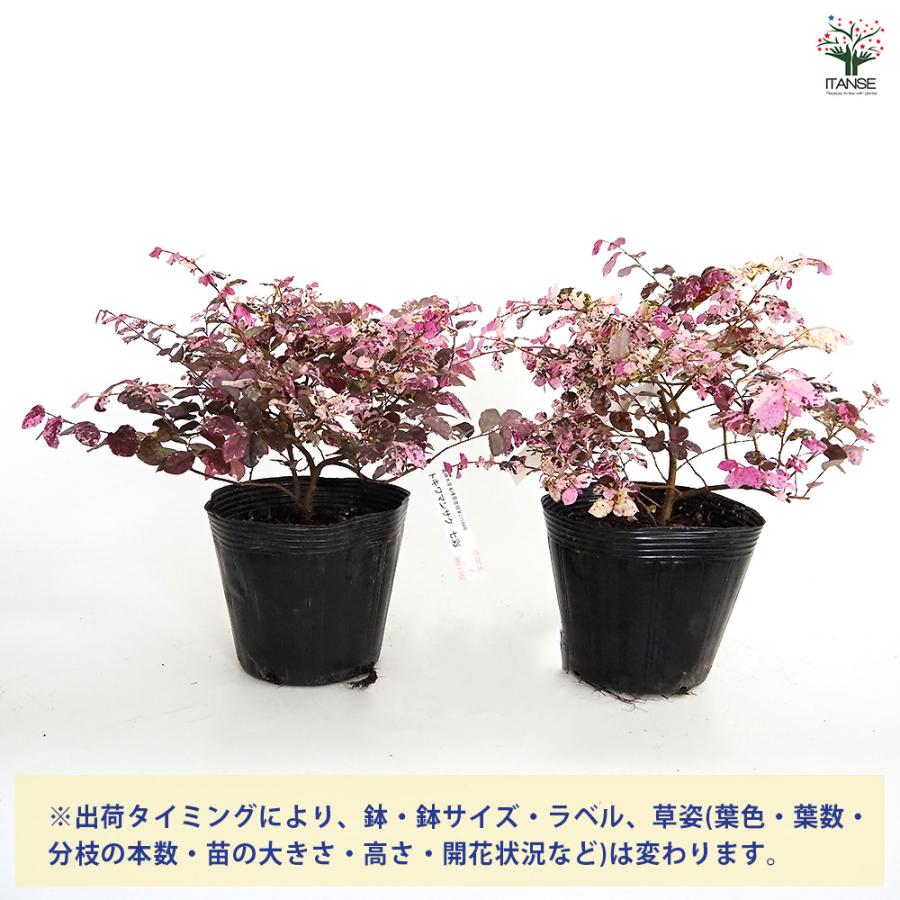 トキワマンサク 七彩 花木苗 5号/1個売り 常盤万作 常盤満作 黒系の葉