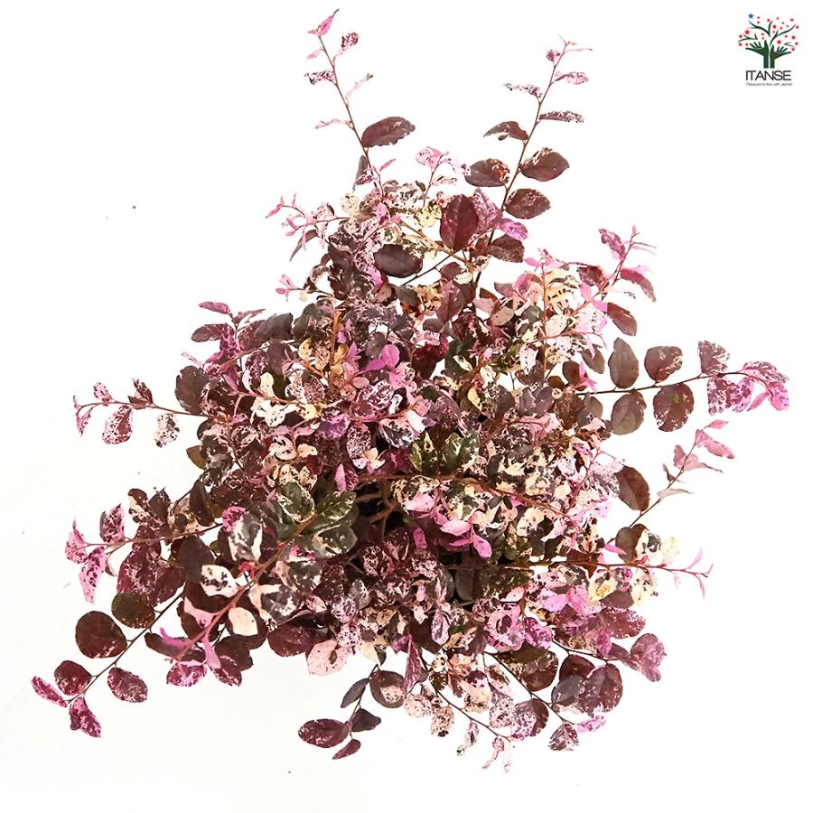 トキワマンサク 七彩 花木苗 5号/1個売り 常盤万作 常盤満作 黒系の葉