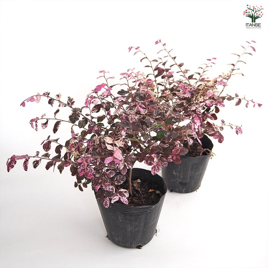 トキワマンサク 七彩 花木苗 5号/1個売り 常盤万作 常盤満作 黒系の葉