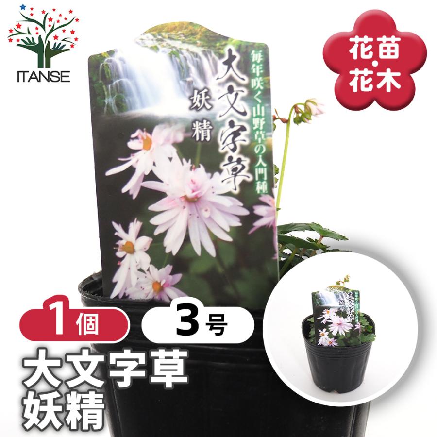 大文字草(ダイモンジソウ) 妖精 花苗 3号/1個売り 耐寒性 多年草 露地
