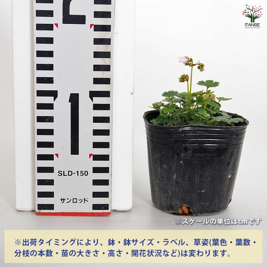 花飾大鑑 続 全 大文字草(ダイモンジソウ) 妖精 花苗 3号/1個売り 耐寒性 多年草 露地