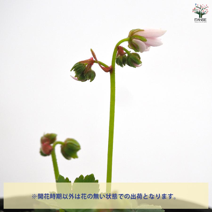 大文字草(ダイモンジソウ) 妖精 花苗 3号/1個売り 耐寒性 多年草 露地