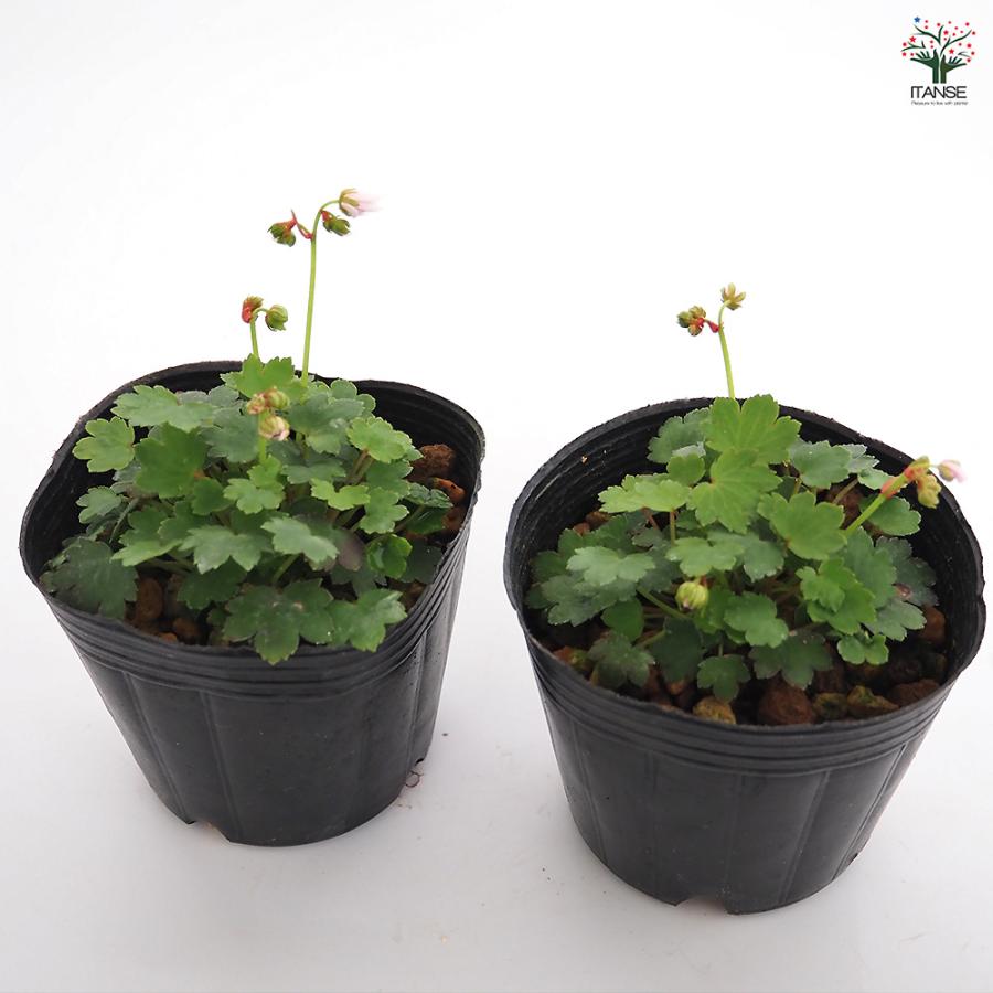 大文字草(ダイモンジソウ) 妖精 花苗 3号/1個売り 耐寒性 多年草 露地