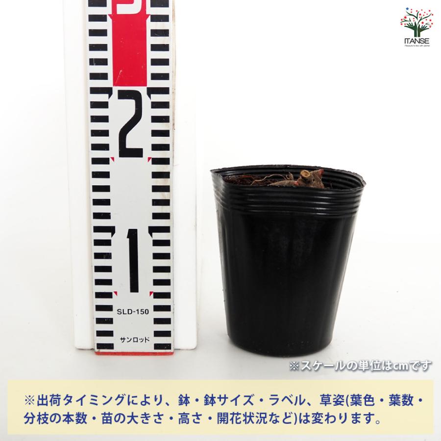 シャクヤク プレジデントウェルソン 花木苗 4号/1個売り 芍薬 シンボル