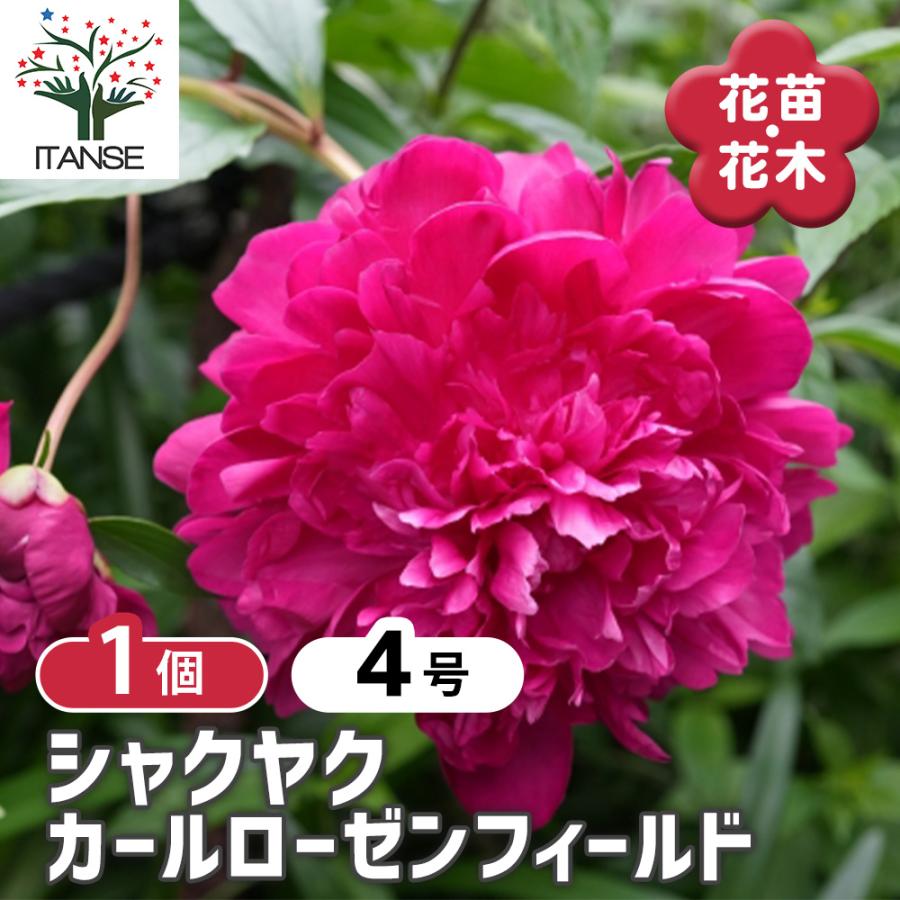シャクヤク カールローゼンフィールド 花木苗 4号/1個売り 芍薬