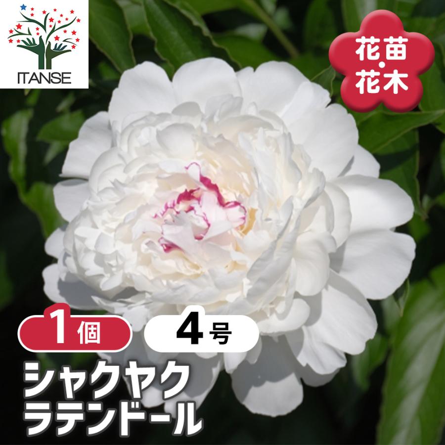 シャクヤク ラテンドール 花木苗 4号/1個売り 芍薬 シンボルツリー