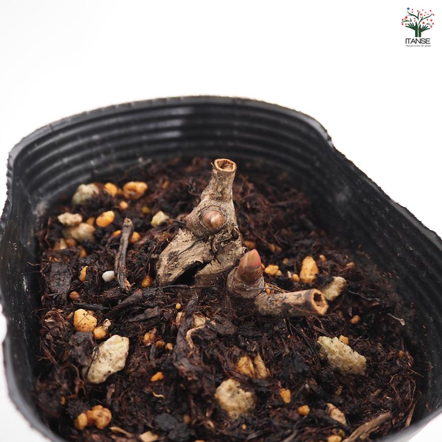 シャクヤク ラテンドール 花木苗 4号/1個売り 芍薬 シンボルツリー