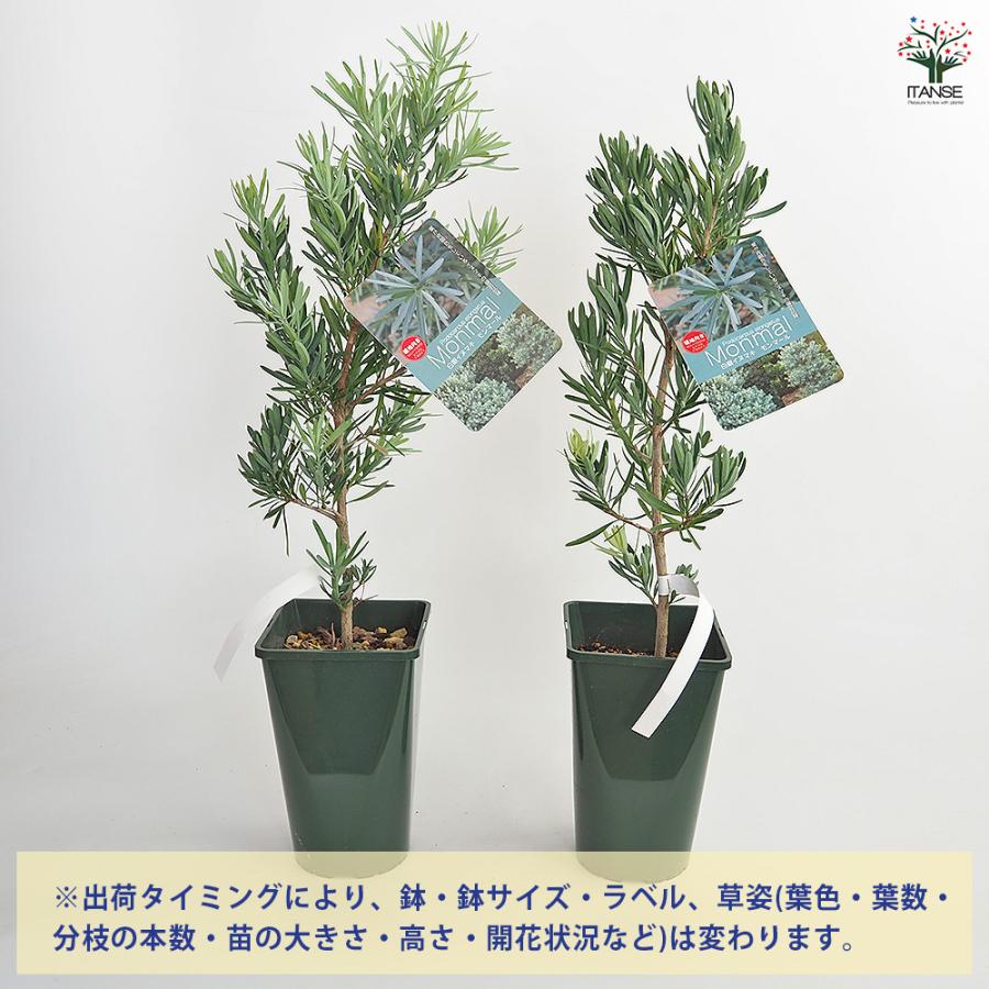 イヌマキ モンマール 花木苗 6号/1個売り 青銀色 ピラミッド型 生垣