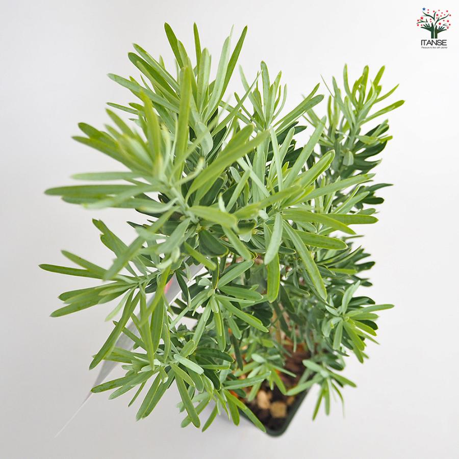 イヌマキ モンマール 花木苗 6号/1個売り 青銀色 ピラミッド型 生垣