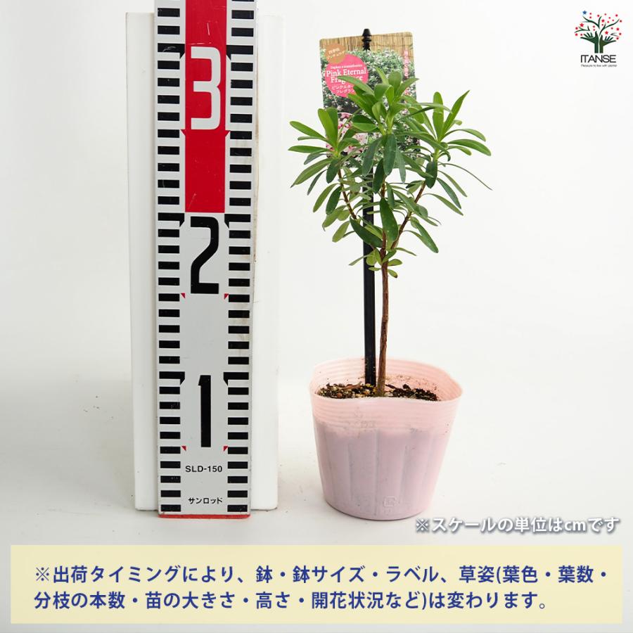 四季咲きジンチョウゲ エターナルピンク 花木苗 3.5号/1個売り 沈丁花