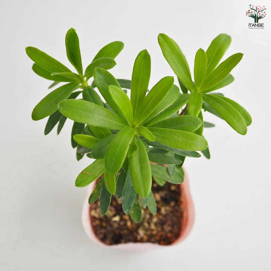 四季咲きジンチョウゲ エターナルピンク 花木苗 3.5号/1個売り 沈丁花