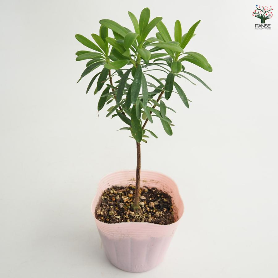 四季咲きジンチョウゲ エターナルピンク 花木苗 3.5号/1個売り 沈丁花