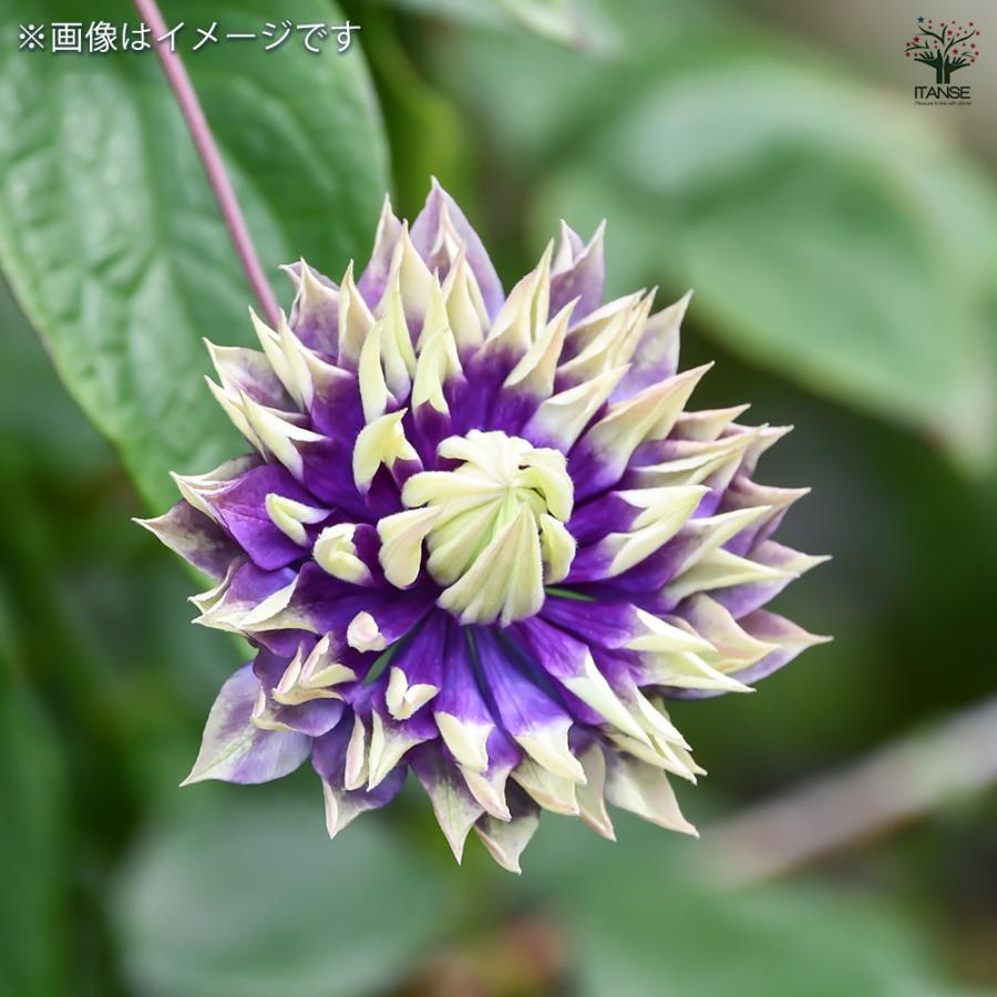 クレマチス 大河 花苗 3.5号/お買い得3個セット 花の苗 花木の苗 花木