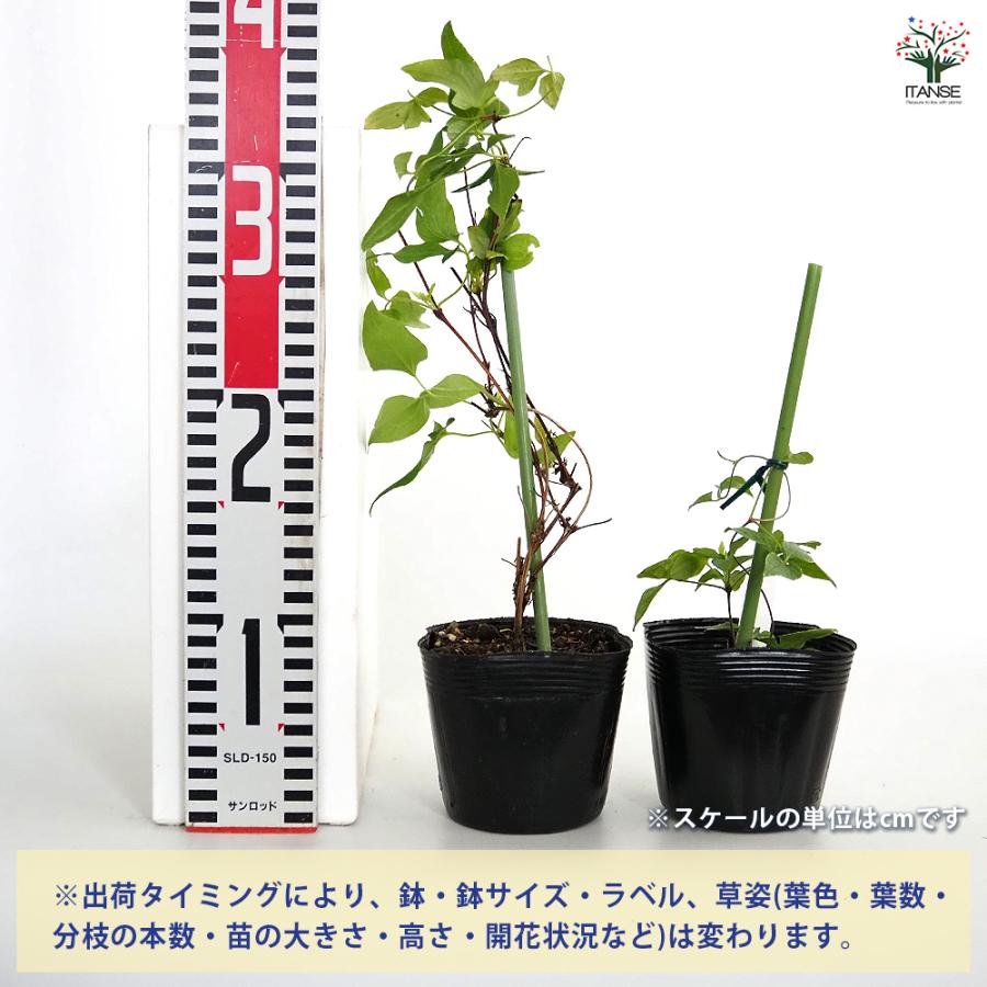 クレマチス 大河 花苗 3.5号/お買い得3個セット 花の苗 花木の苗 花木