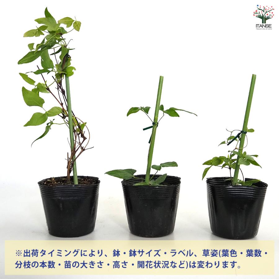 クレマチス 大河 花苗 3.5号/お買い得3個セット 花の苗 花木の苗 花木