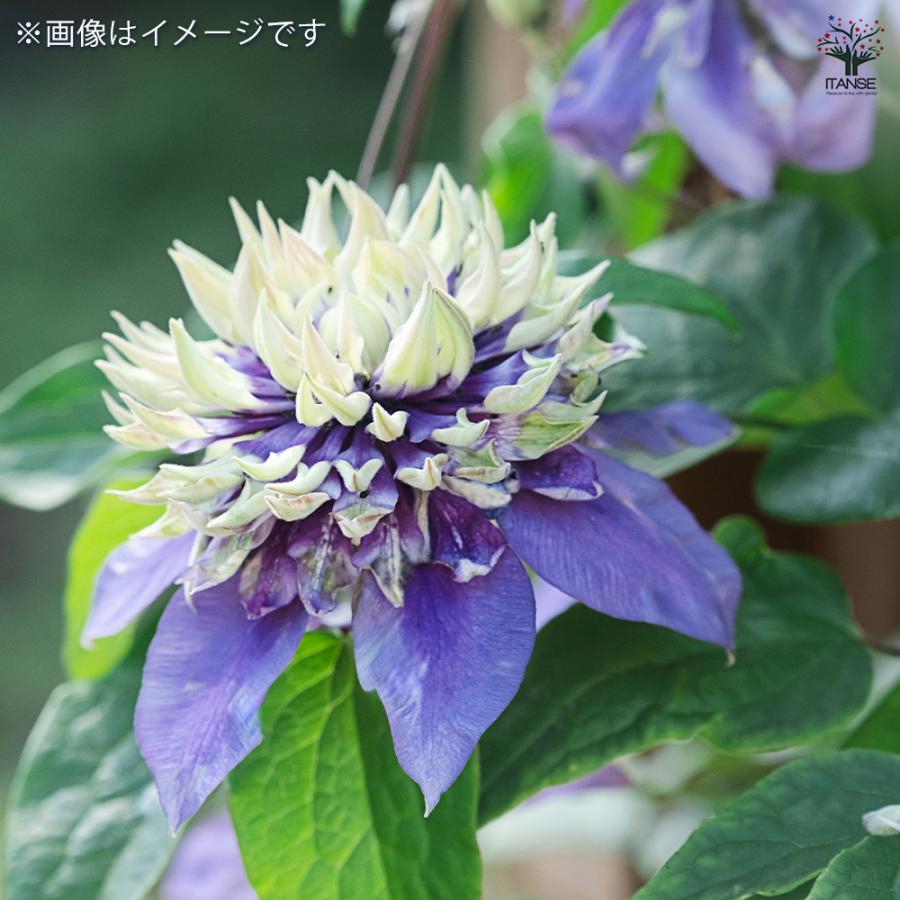 クレマチスの苗 3種セット クレマチス 大河 花苗 3.5号/お買い得3個セット 花の苗 花木の苗 花木