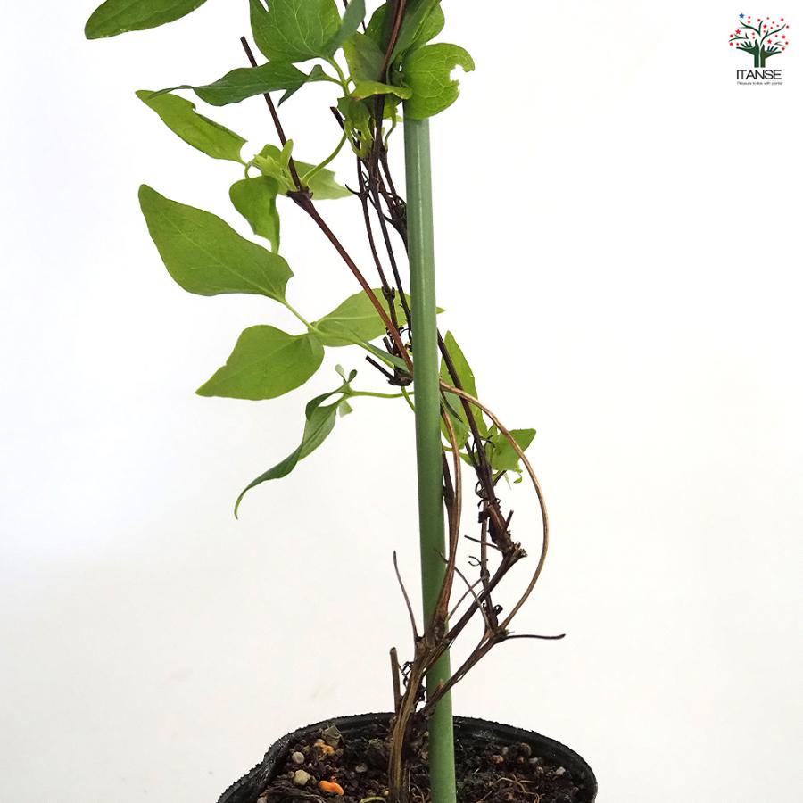 クレマチス 大河 花苗 3.5号/お買い得3個セット 花の苗 花木の苗 花木