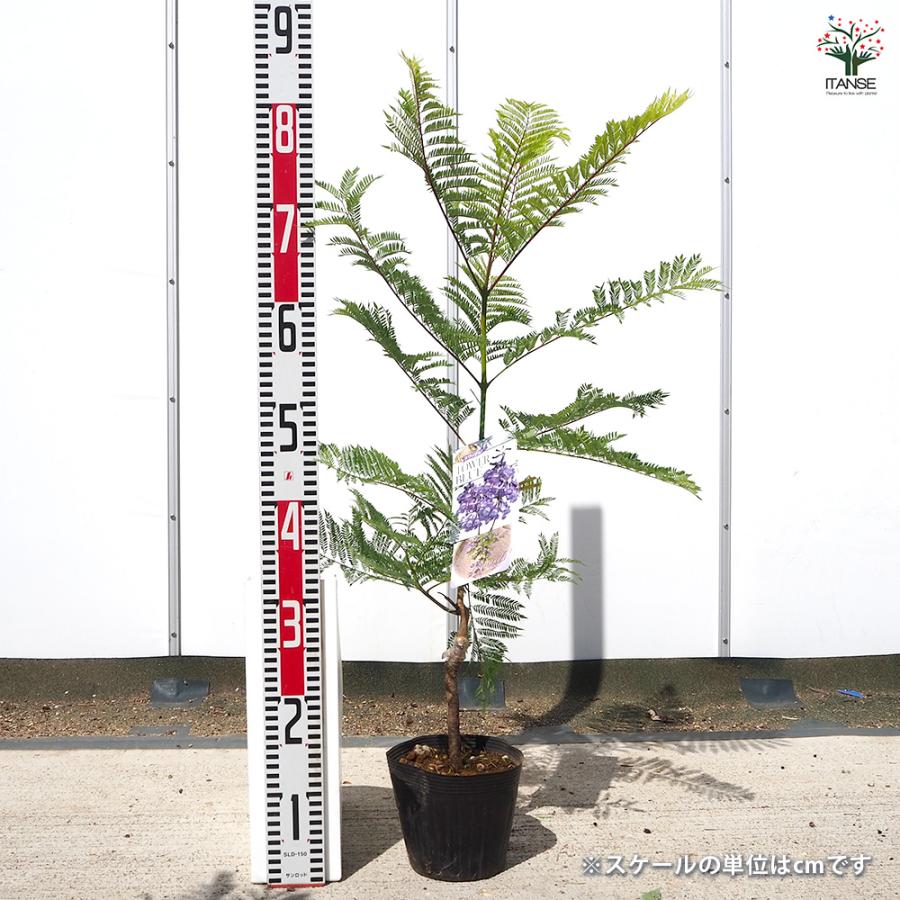 ジャカランダ 苗木 ジャカランダ 苗木 2個セット 3号 ポット 花苗 苗 おまかせ 園芸