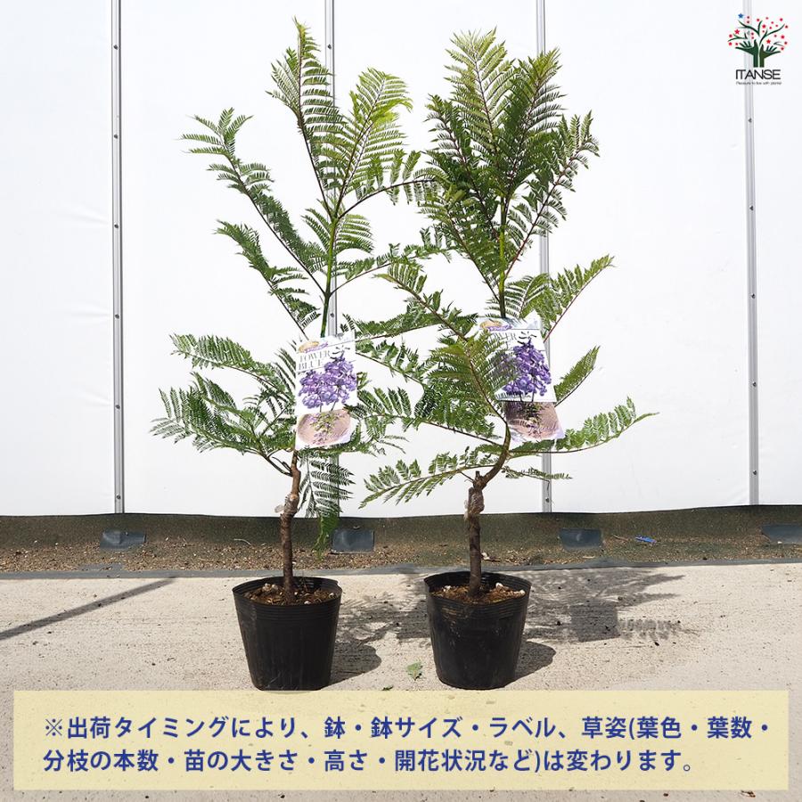 ジャカランダ(ジャカランタ) タワーブルー 花木苗 5号/1個売り 観葉