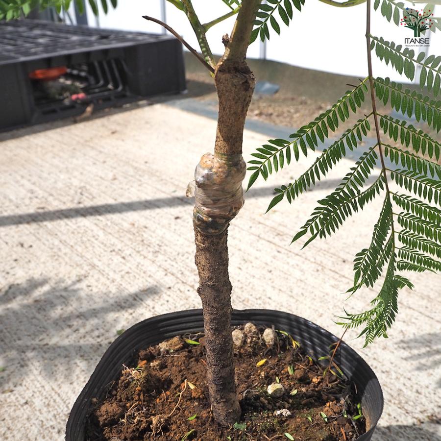 ジャカランダ 苗木 楽天市場】高性ジャカランダ 【タワーブルー】 6号鉢植え 接ぎ木