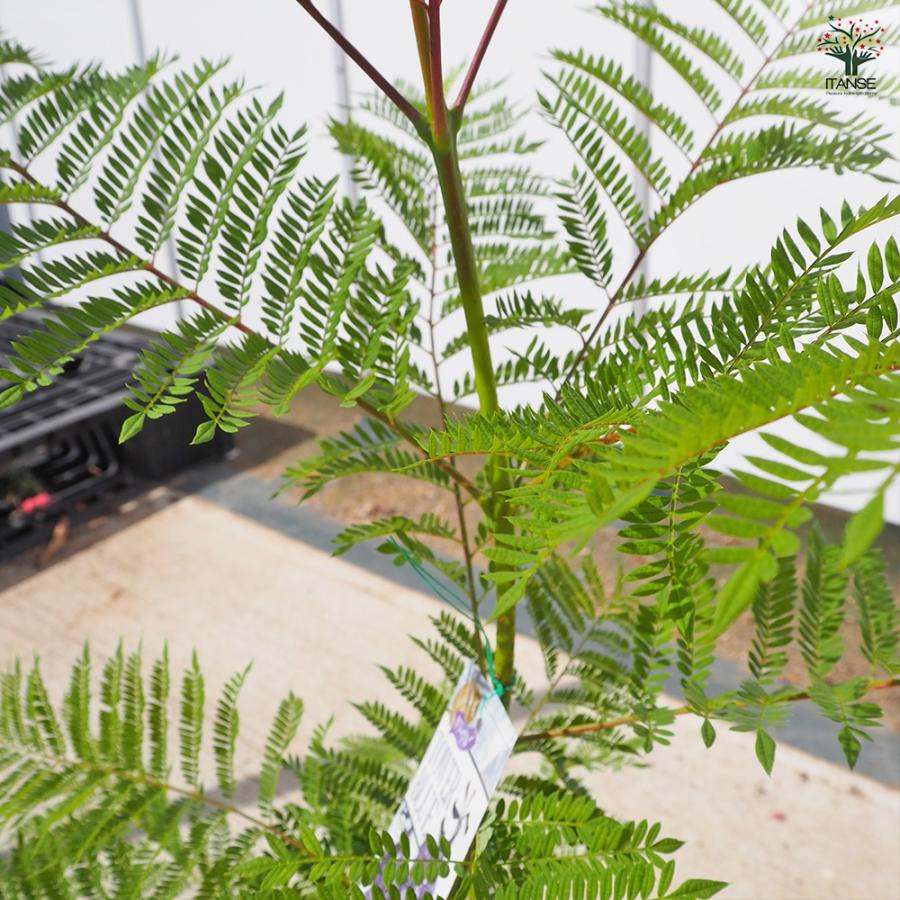 ジャカランダ 苗木 ジャカランダ(ジャカランタ) タワーブルー 花木苗 5号/1個売り 観葉