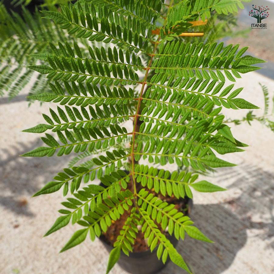 ジャカランダ(ジャカランタ) タワーブルー 花木苗 5号/1個売り 観葉