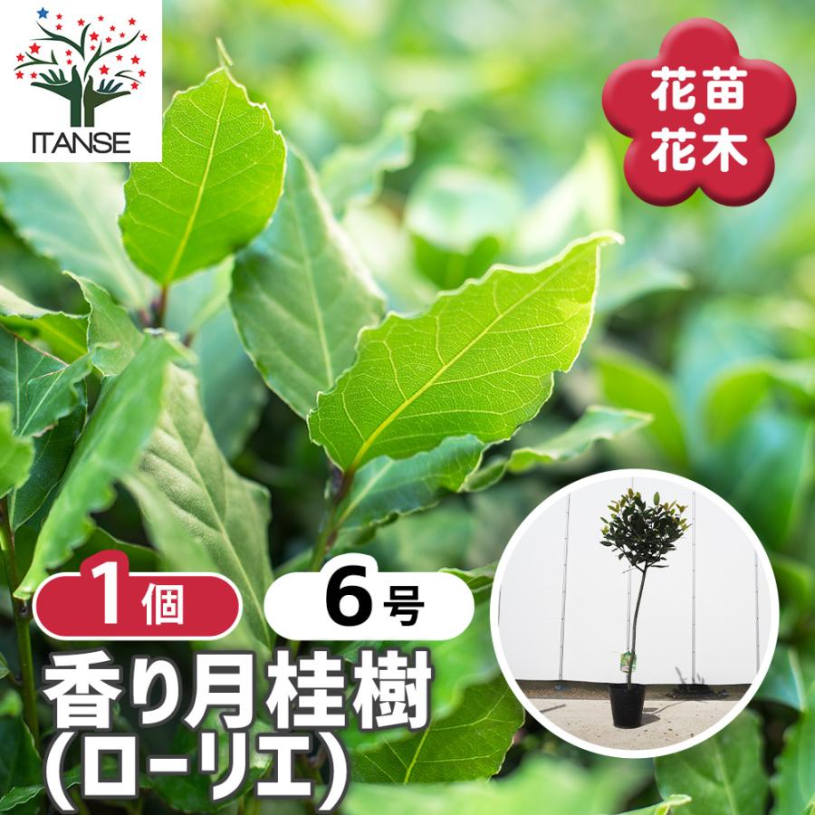 香り月桂樹 花木苗 6号/1個売り ローリエ ローレル 植木 ハーブの苗木