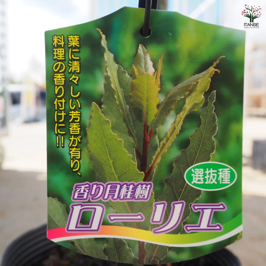 香り月桂樹 花木苗 6号/1個売り ローリエ ローレル 植木 ハーブの苗木