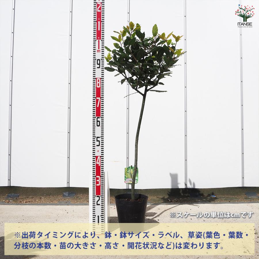 香り月桂樹 花木苗 6号/1個売り ローリエ ローレル 植木 ハーブの苗木