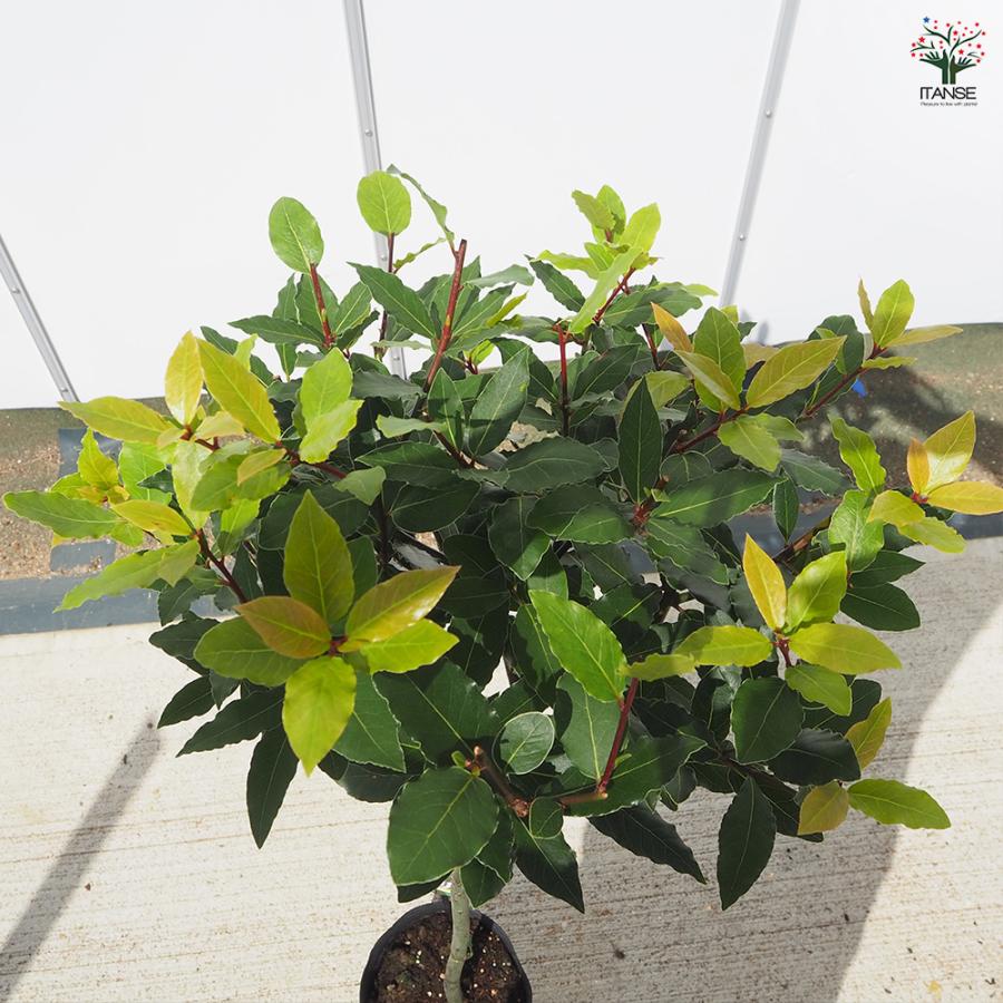 香り月桂樹 花木苗 6号/1個売り ローリエ ローレル 植木 ハーブの苗木