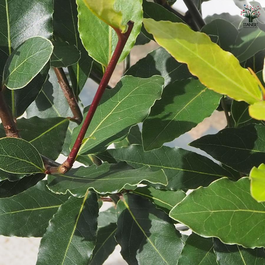 香り月桂樹 花木苗 6号/1個売り ローリエ ローレル 植木 ハーブの苗木