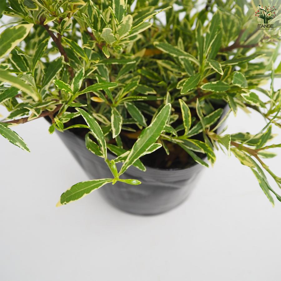 クチナシ 斑入り姫クチナシ 花木苗 5号/1個売り 花木 花木の苗 花の苗 ガーデニア 山梔 さんし : 野菜苗・植物・青果物販売の ...