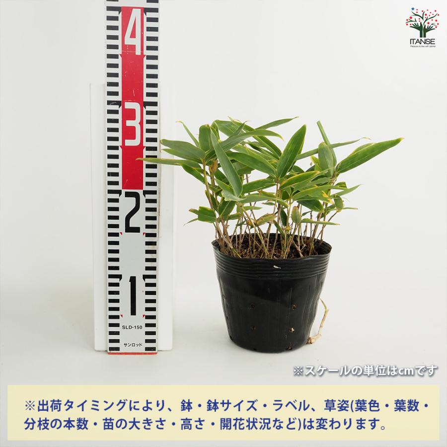クマザサ 花木苗 5号/1個売り 隈笹 笹 さわやか 笹寿司 ちまき 節句 笹