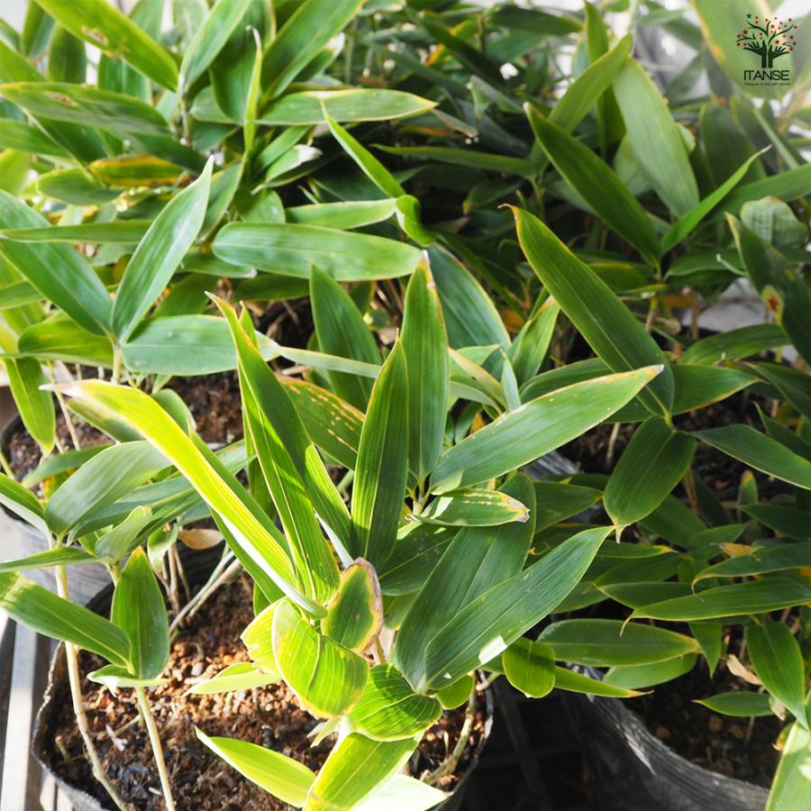 クマザサ 花木苗 5号/1個売り 隈笹 笹 さわやか 笹寿司 ちまき 節句 笹