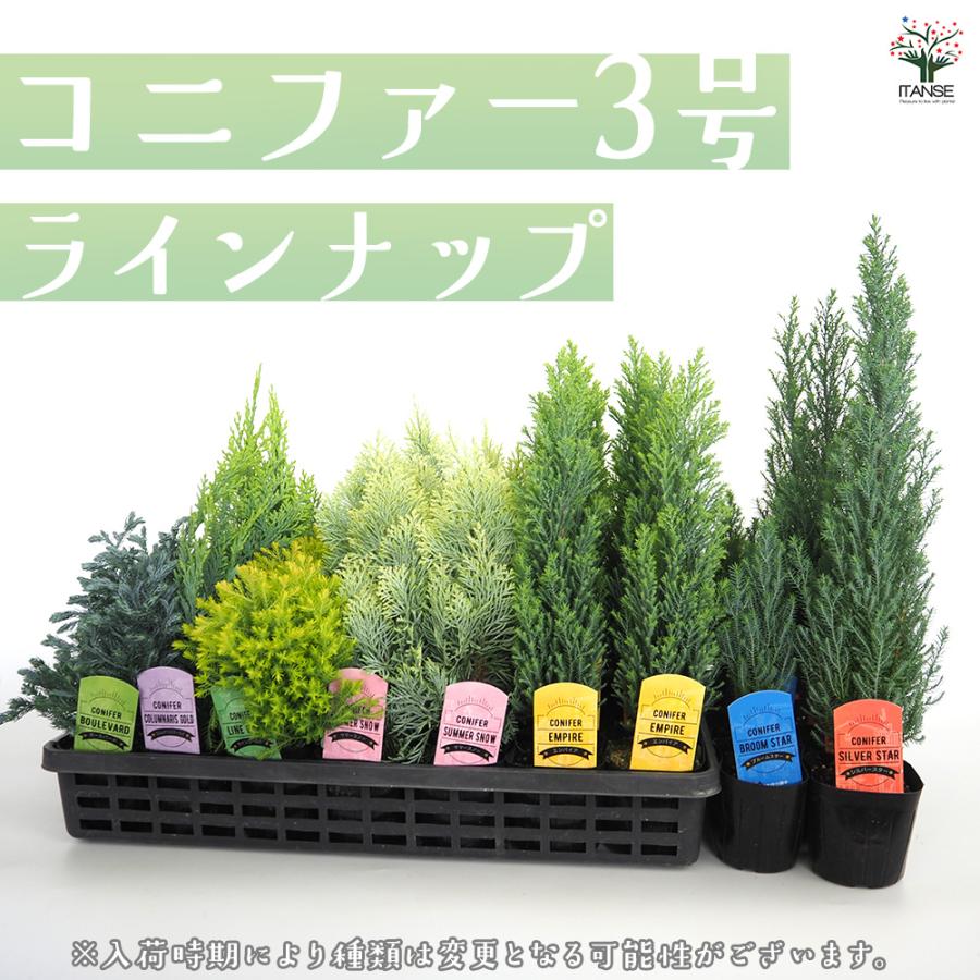 コニファー シルバースター 庭木 3号/1個売り 常緑 針葉樹 クリスマス