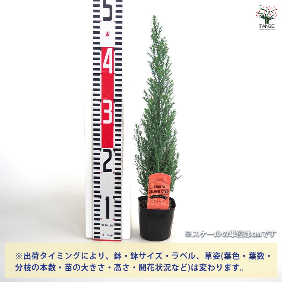 コニファー シルバースター 庭木 3号/1個売り 常緑 針葉樹 クリスマス