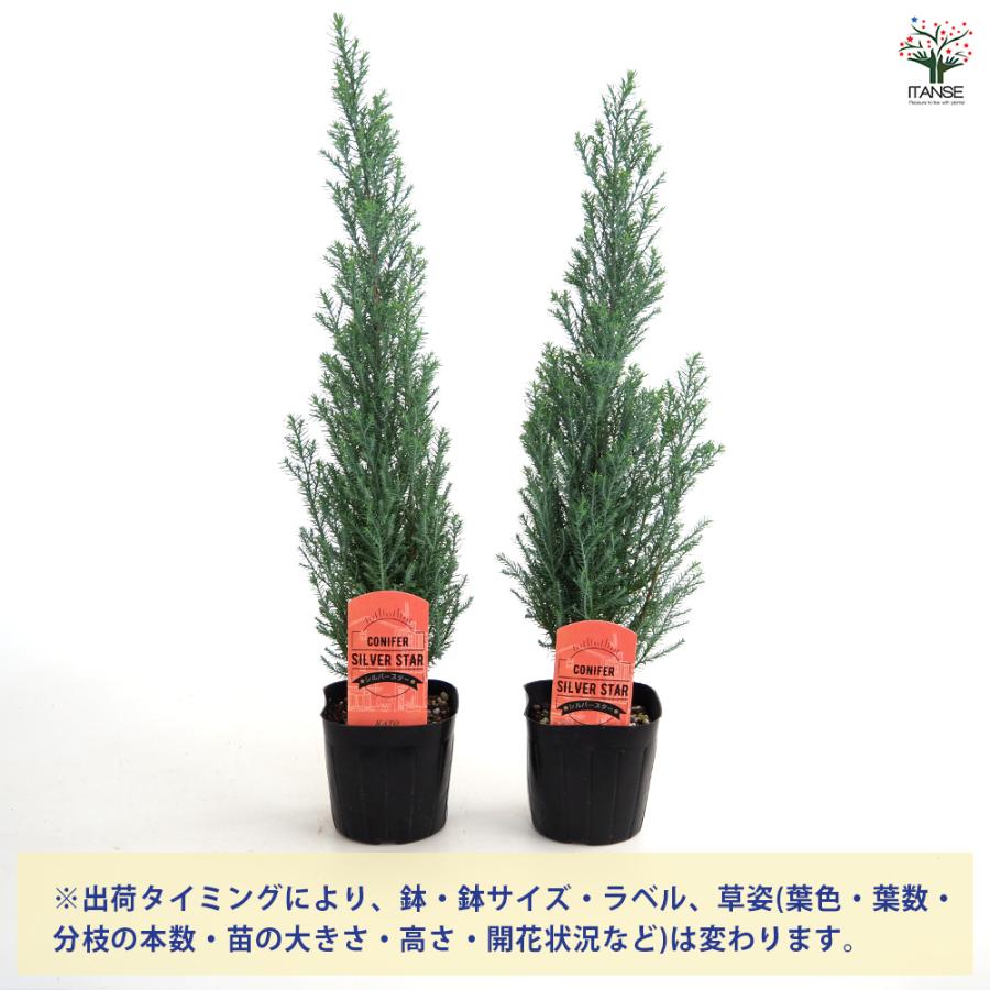 コニファー シルバースター 庭木 3号/1個売り 常緑 針葉樹 クリスマス