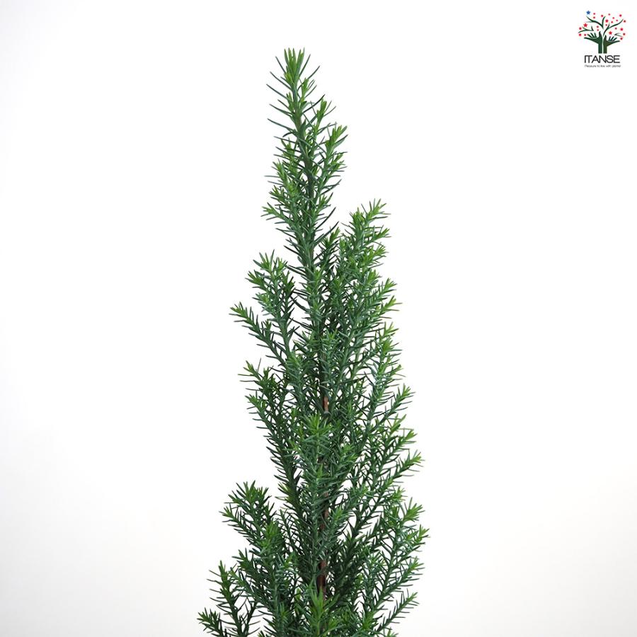コニファー シルバースター 庭木 3号/1個売り 常緑 針葉樹 クリスマス