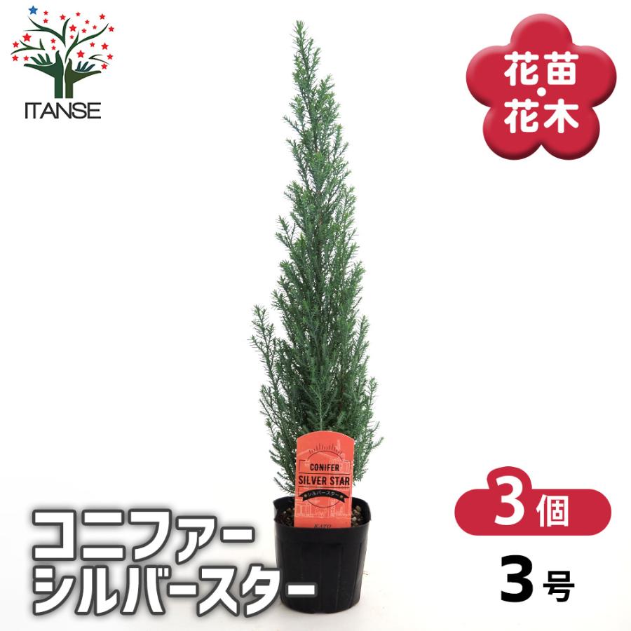 コニファー シルバースター 庭木 3号/お買い得3個セット 常緑 針葉樹