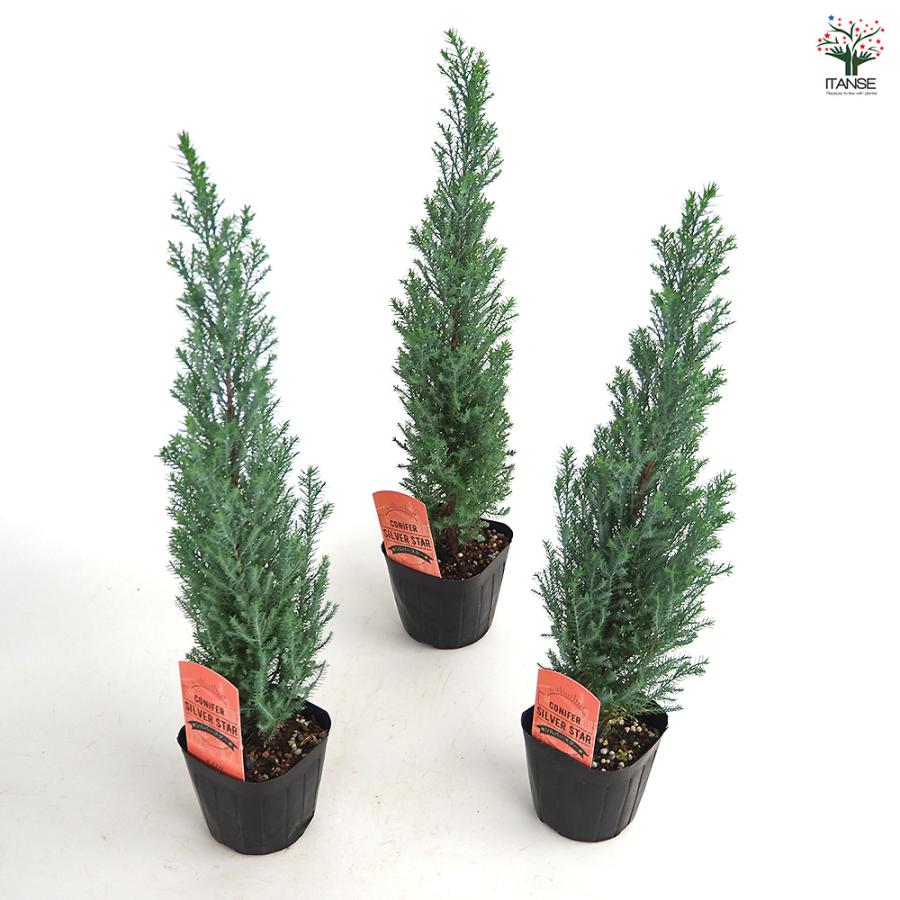 コニファー シルバースター 庭木 3号/お買い得4個セット 常緑 針葉樹
