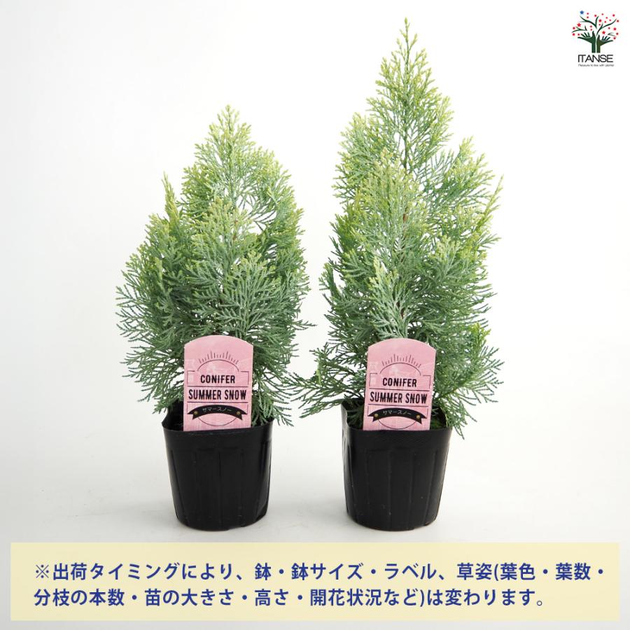 コニファー サマースノー 庭木 3号/1個売り 常緑 針葉樹 クリスマス