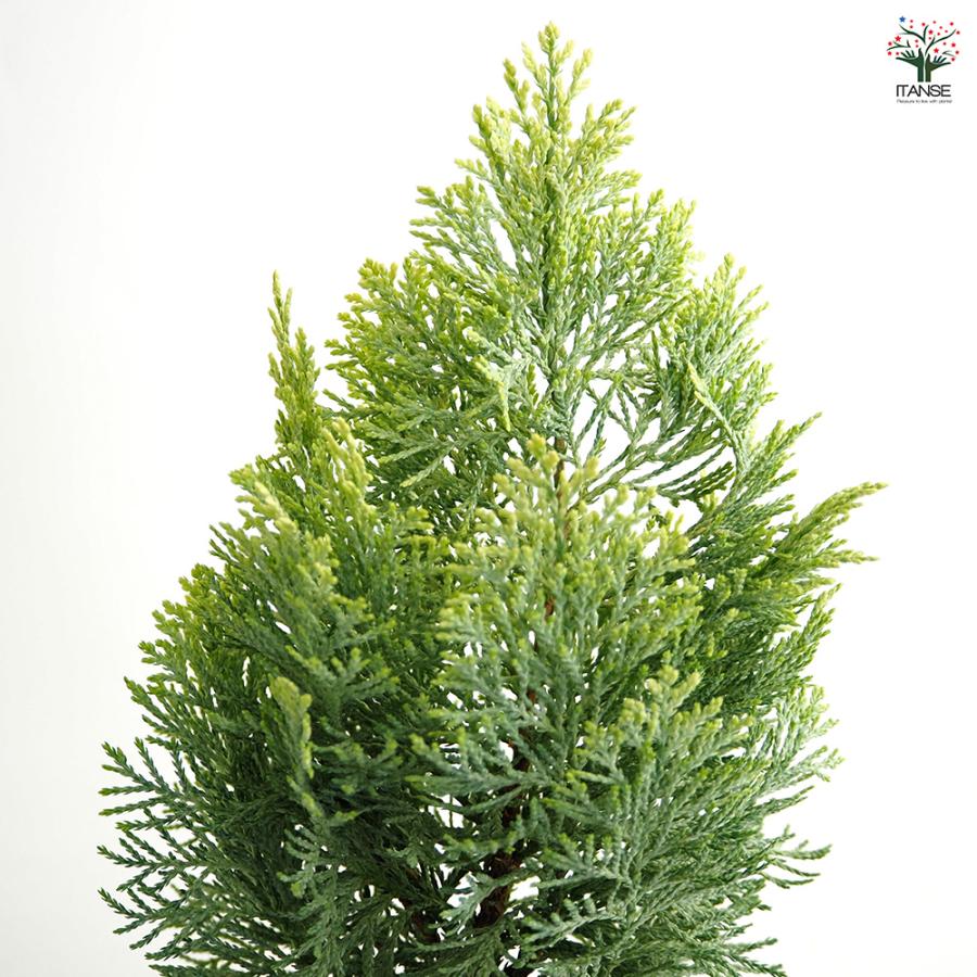 コニファー サマースノー 庭木 3号/1個売り 常緑 針葉樹 クリスマス