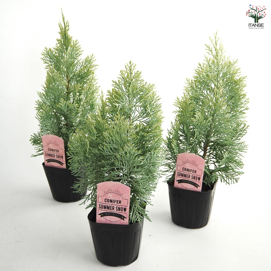 コニファー サマースノー 庭木 3号/1個売り 常緑 針葉樹 クリスマス