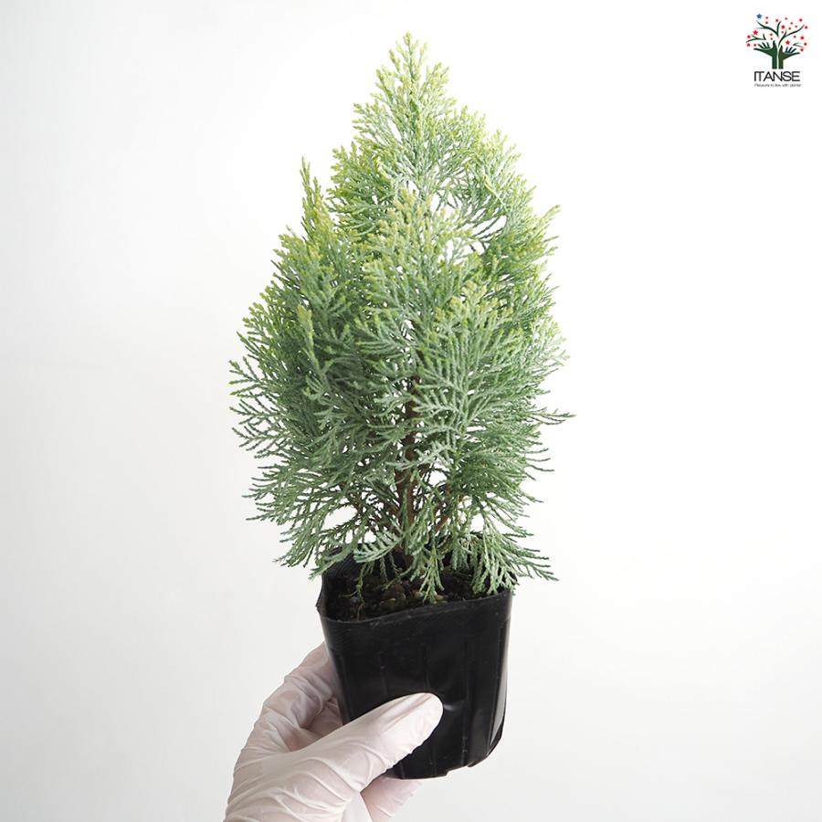 コニファー サマースノー 庭木 3号/お買い得3個セット 常緑 針葉樹