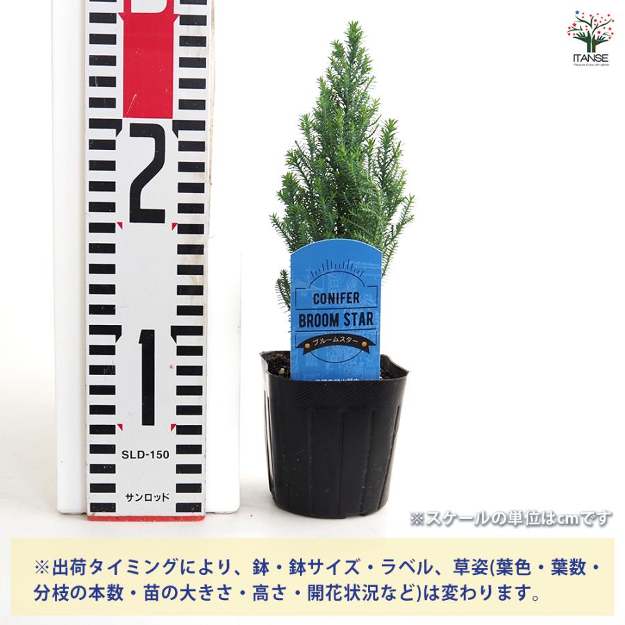 コニファー ブルームスター 庭木 3号/1個売り 常緑 針葉樹 クリスマス