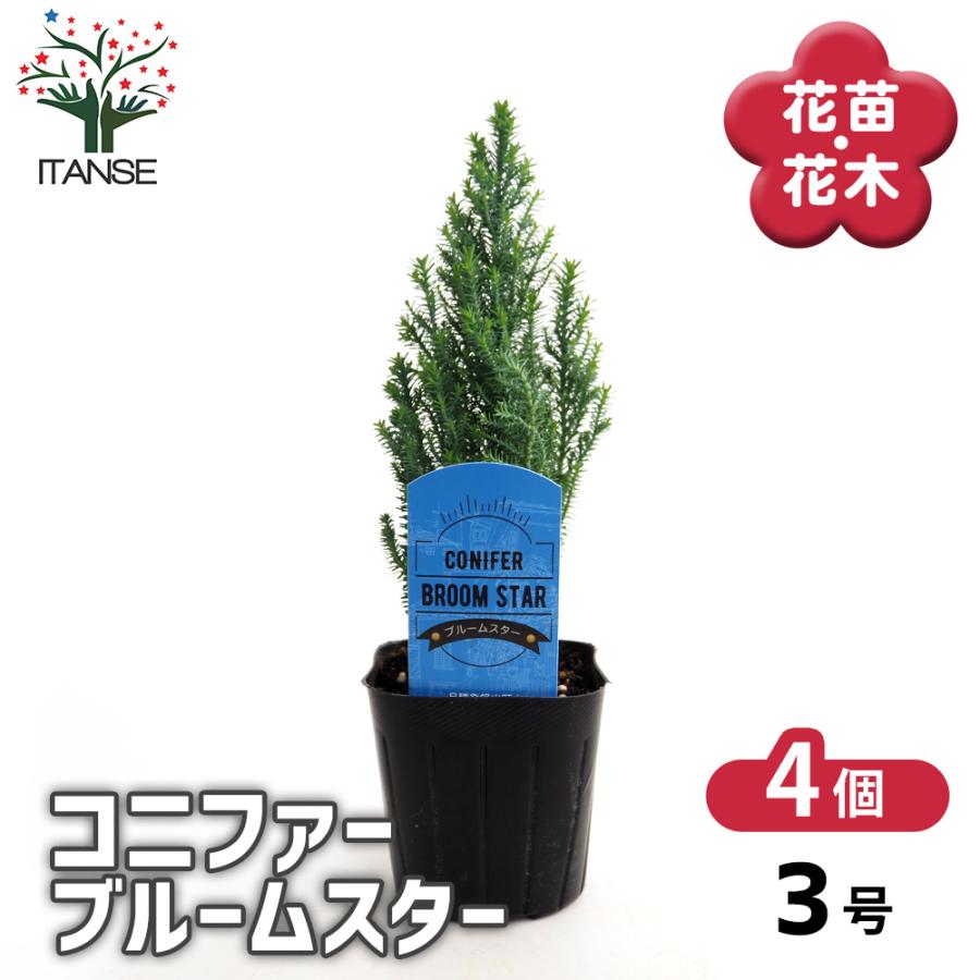 コニファー ブルームスター 庭木 3号/お買い得4個セット 常緑 針葉樹
