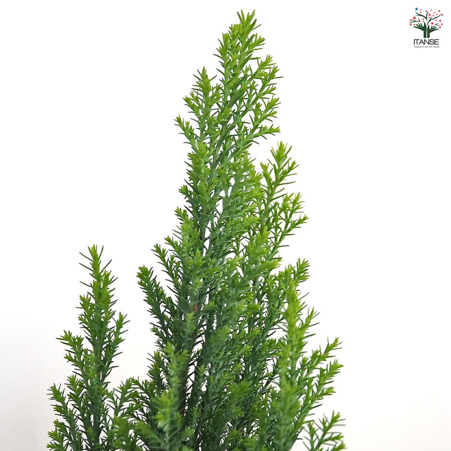 コニファー エンパイヤ 庭木 4号/1個売り 常緑 針葉樹 クリスマス 