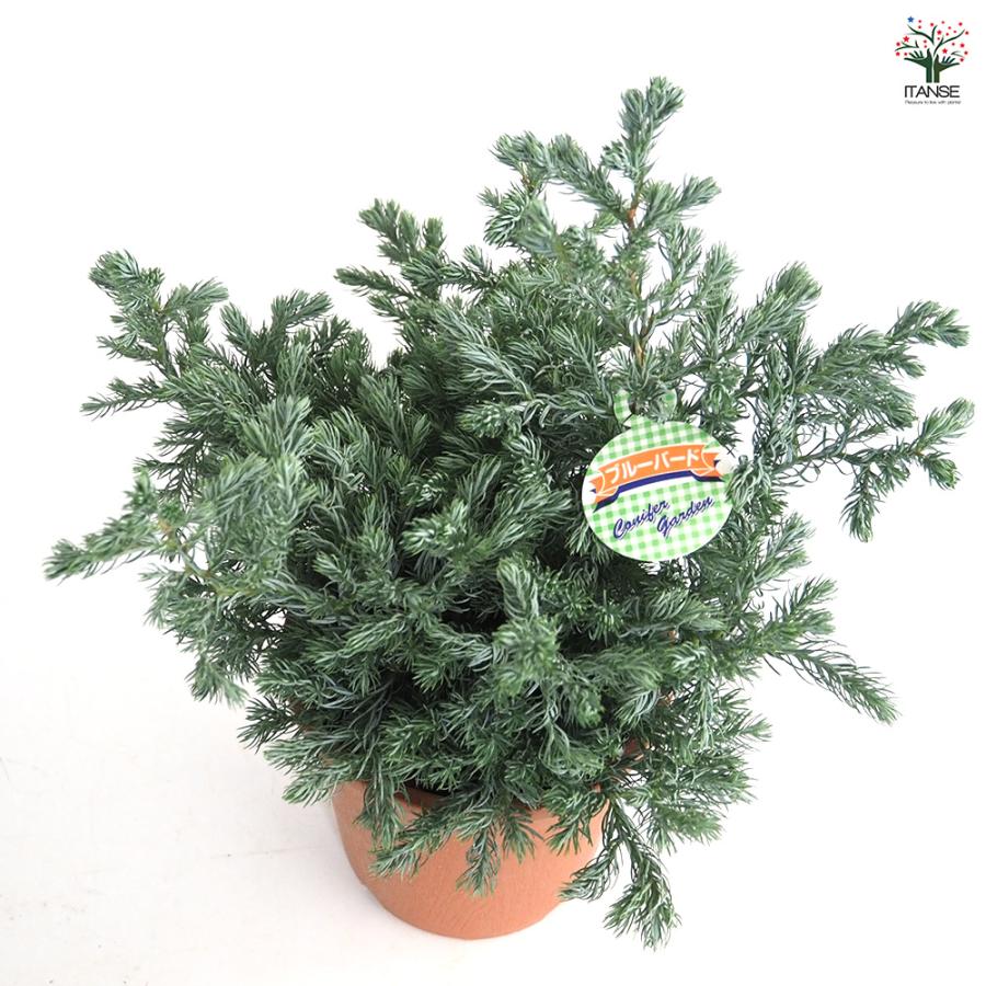 ブルーツリー 梅田のクリスマスツリーたち🎄 なんと言ってもTiffany tree💎🕊️🩵 29