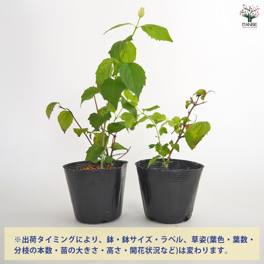 梅花空木(バイカウツギ) パールズオブパフューム 花木苗 3.5号/1個売り