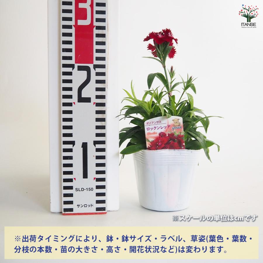ダイアンサス ロックンレッド 花苗 3.5号/1個売り 花の苗 花 苗